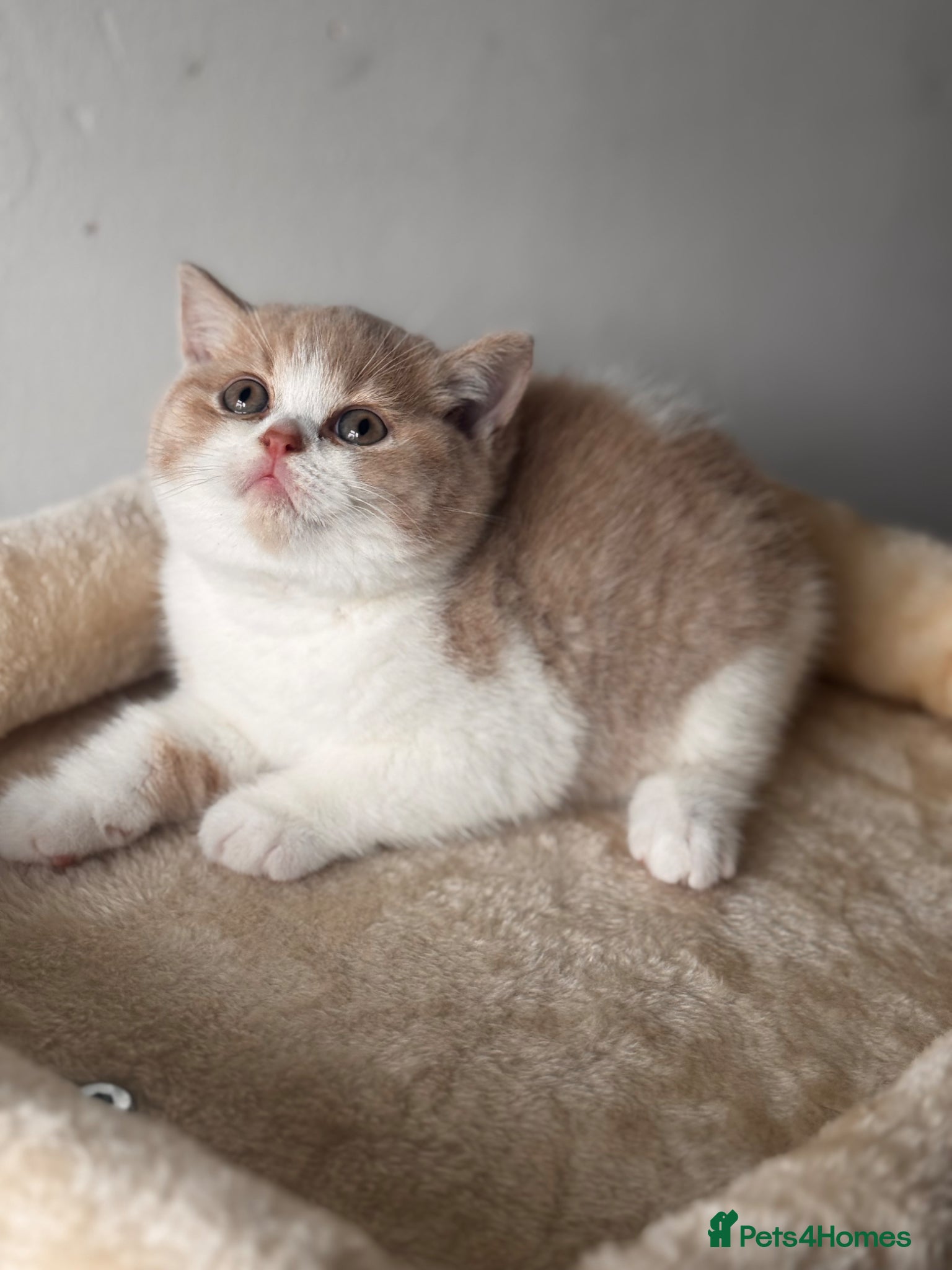 British Shorthair cats Gorgeous British shorthair and longhair💙💖🏆🏆 - Advert 2