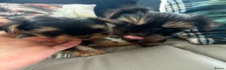 Yorkshire Terrier dogs for sale: Tiny Toy Yorkshire Terrier Puppies (Yorkie) - Advert 6