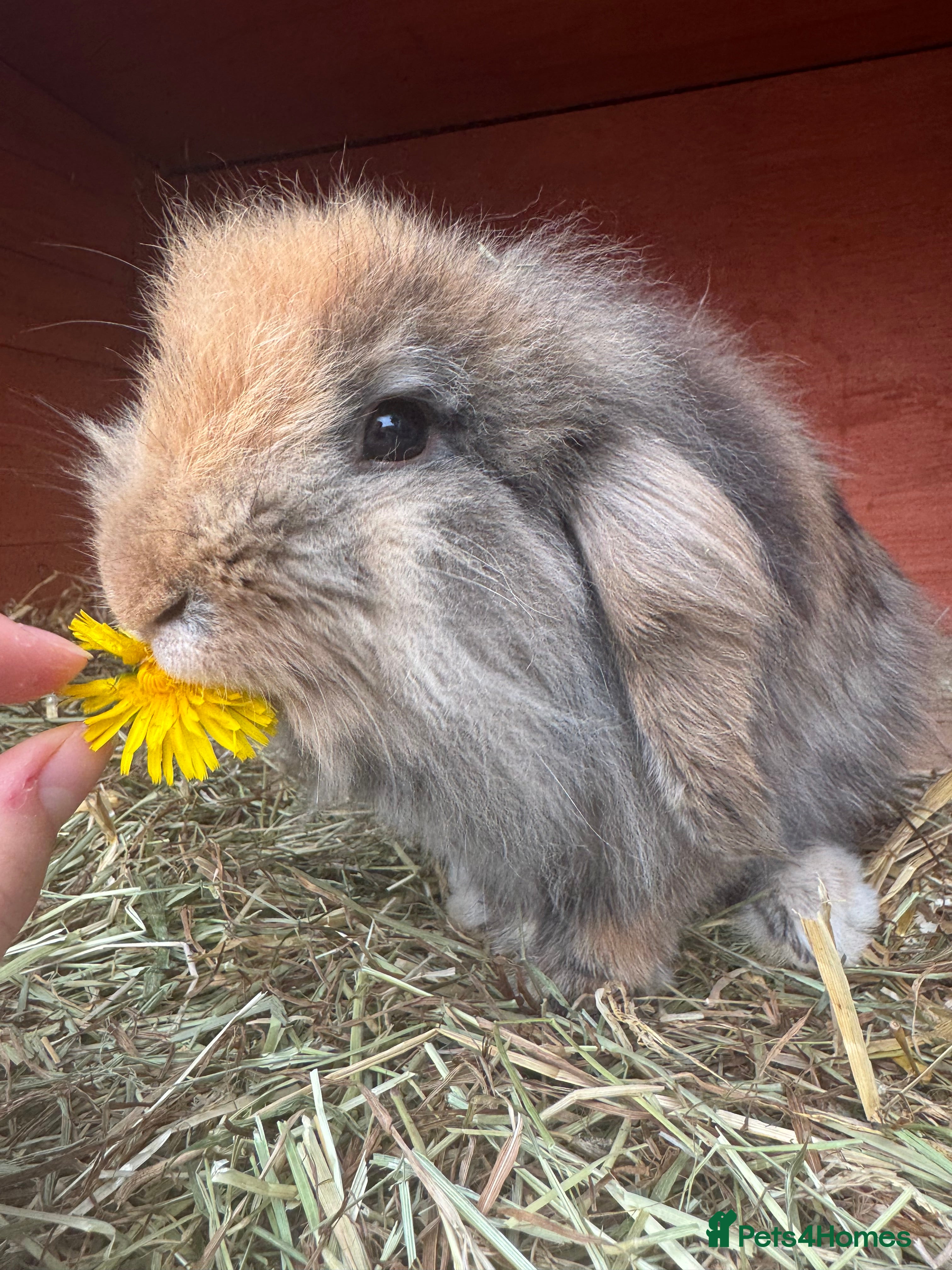 Mini Lion Lop rabbits Mini Lion Lop Female rabbit - Advert 1