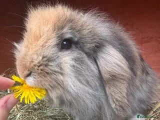 Mini Lion Lop rabbits Mini Lion Lop Female rabbit - Advert 1