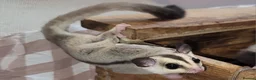 Sugar Glider rodents for sale: Lonely male sugar glider joey looking for a friend - Advert 11