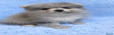 Pomeranian Puppy 1
