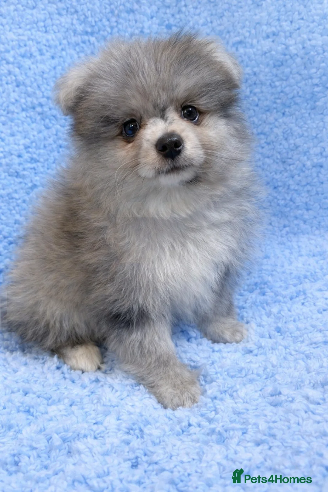 Pomeranian dogs for sale: Pomeranian puppies are available now in Newcastle upon Tyne - Advert 1