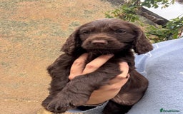 Cocker Spaniel dogs for sale: Last 2 Working Cocker Spaniel Pups - Image 4