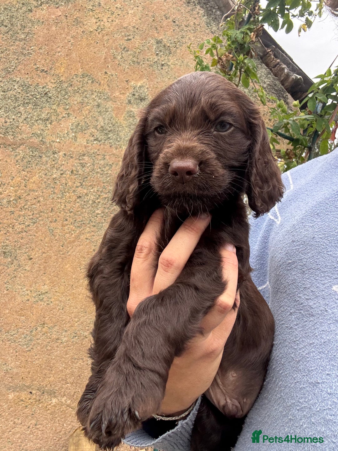 Cocker Spaniel dogs for sale: Last 2 Working Cocker Spaniel Pups - Image 4