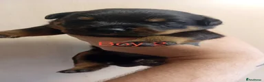 Rottweiler 2