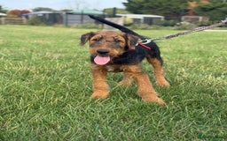 Airedale Terrier dogs for sale: Just 2 KC Registered Airedale Boys Available  in Kettering - Image 21