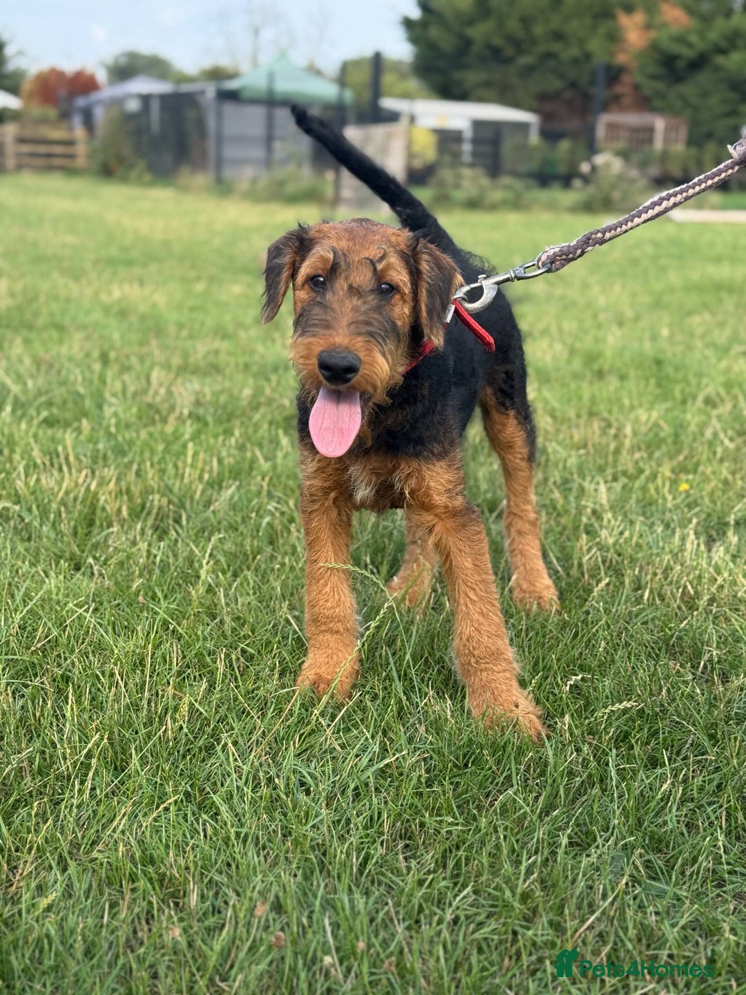 Airedale Terrier dogs for sale: Just 2 KC Registered Airedale Boys Available  in Kettering - Image 21