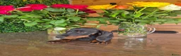 Miniature Dachshund dogs for sale: Miniature Dachshund.Fully vaccinated.Ready t leave - Advert 30