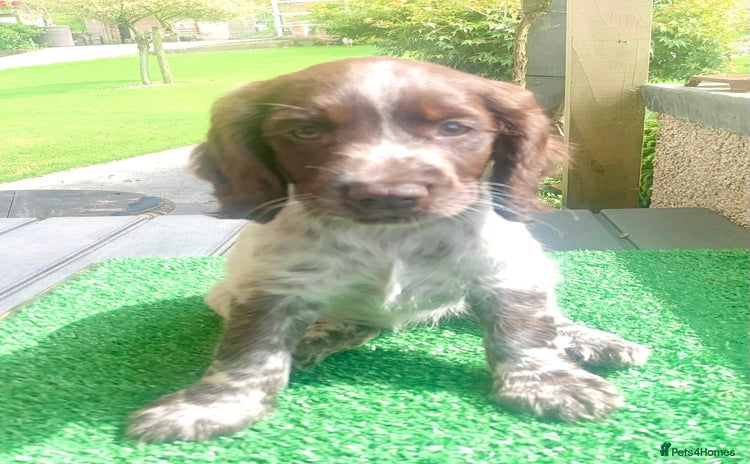 Cocker Spaniel dogs - Advert 8