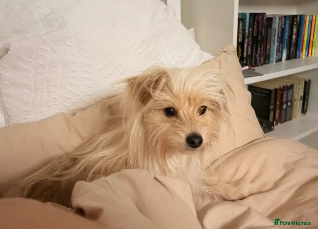 Mixed Breed dogs for sale: Pomeranian cross female  - Advert 2