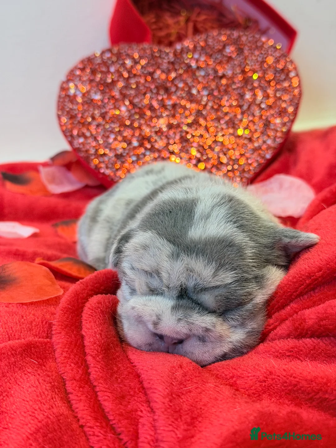 French Bulldog dogs for sale: 6 beautiful French bulldog puppies - Advert 6