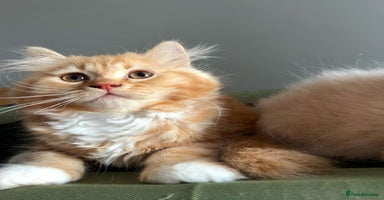 British Longhair cats - Advert 2