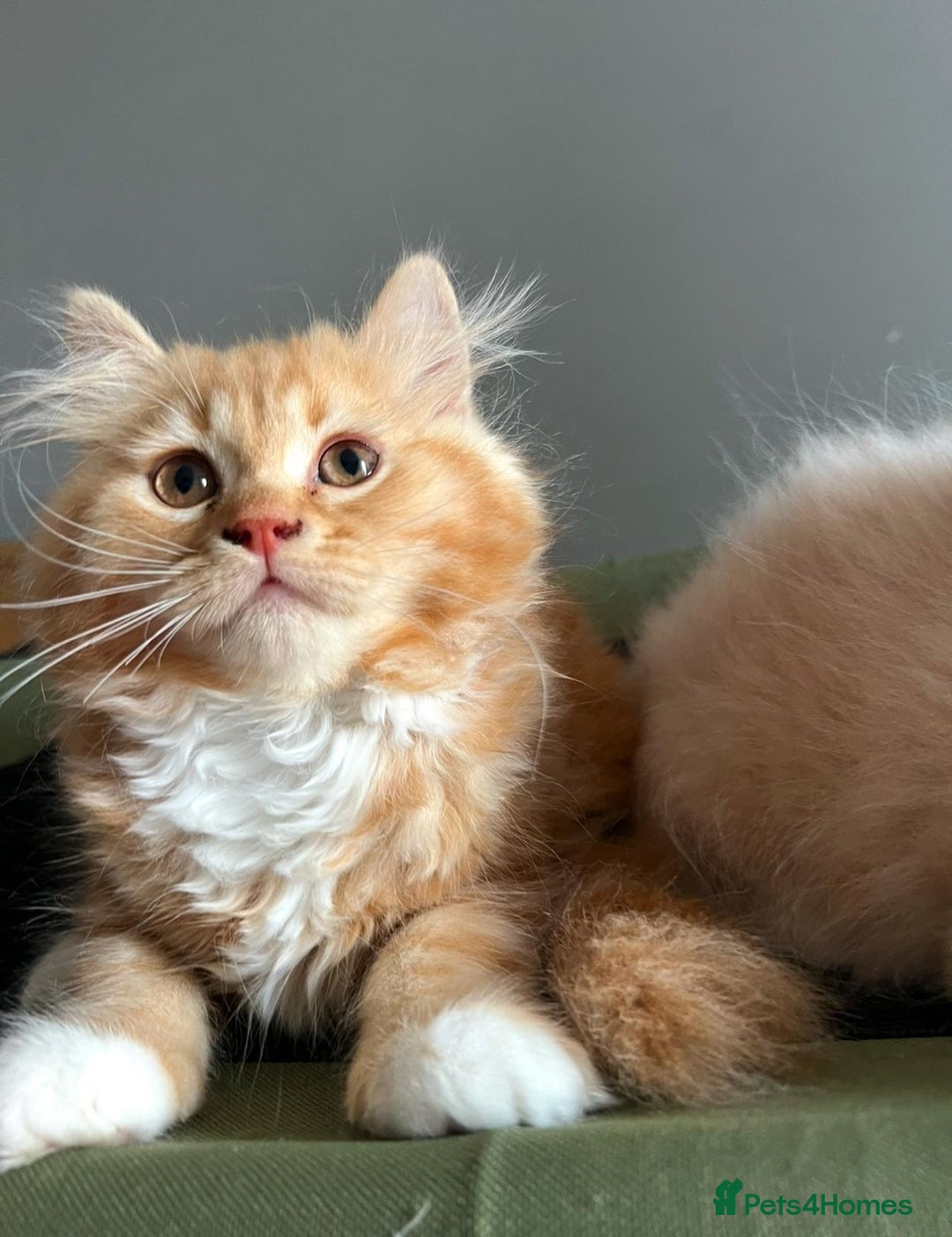 British Longhair cats for sale: British longhair kittens for sale - Image 3