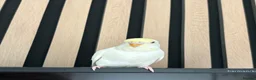 Budgerigars birds for sale: Pair of young female budgies (one is handreared) - Advert 3