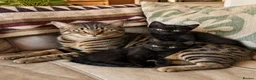 Mixed Breed cats for sale: Stunning Kittens -  Part Bengal/Tabby  Ready Now - Advert 4