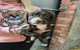Sprocker dogs for sale: Beautiful F1 Sprockers - Image 9