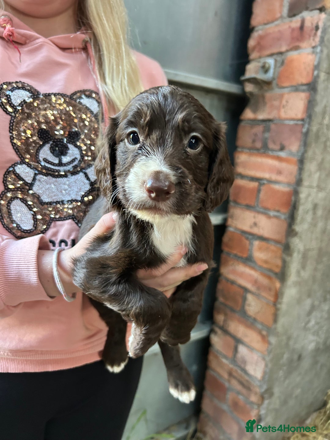 Sprocker dogs for sale: Beautiful F1 Sprockers - Image 9