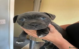 Staffordshire Bull Terrier dogs for sale: Full Pedigree Blue Staff Puppies - Image 2