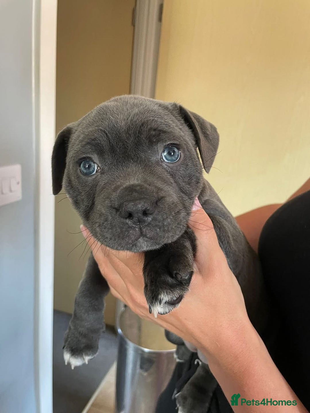 Staffordshire Bull Terrier dogs for sale: Full Pedigree Blue Staff Puppies - Image 2