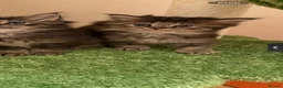 British Longhair cats for sale: Male British Longhair Ready Soon 🤎 - Advert 2