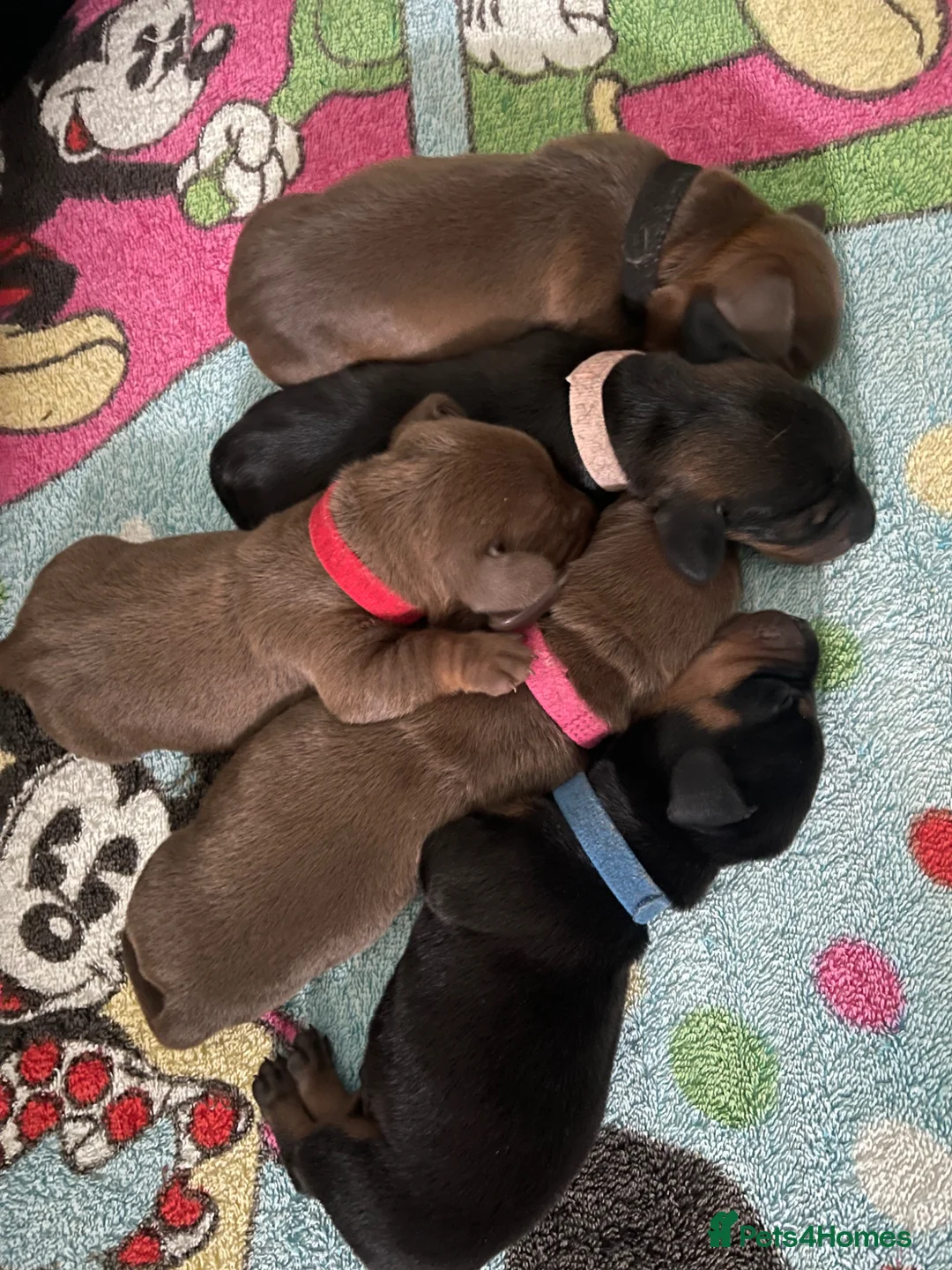 Dachshund dogs for sale: Dachshund Puppies  - Advert 2