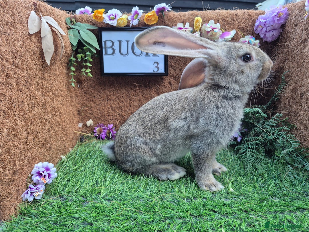 Continental Giant rabbits for sale: Pure Continental Giant Vaccinated  - Image 8