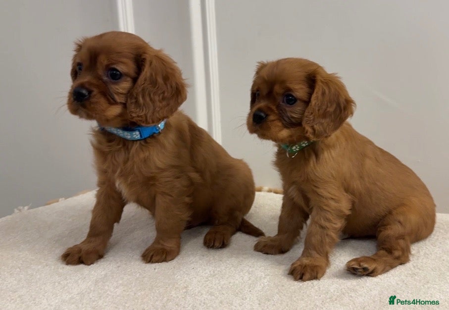 Cavalier King Charles Spaniel dogs for sale: KC Registered Cavalier King Charles Spaniel Puppys - Advert 2