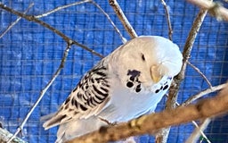 Budgerigars birds for sale: Reserved 2 pairs of budgies (please read full) - Image 12