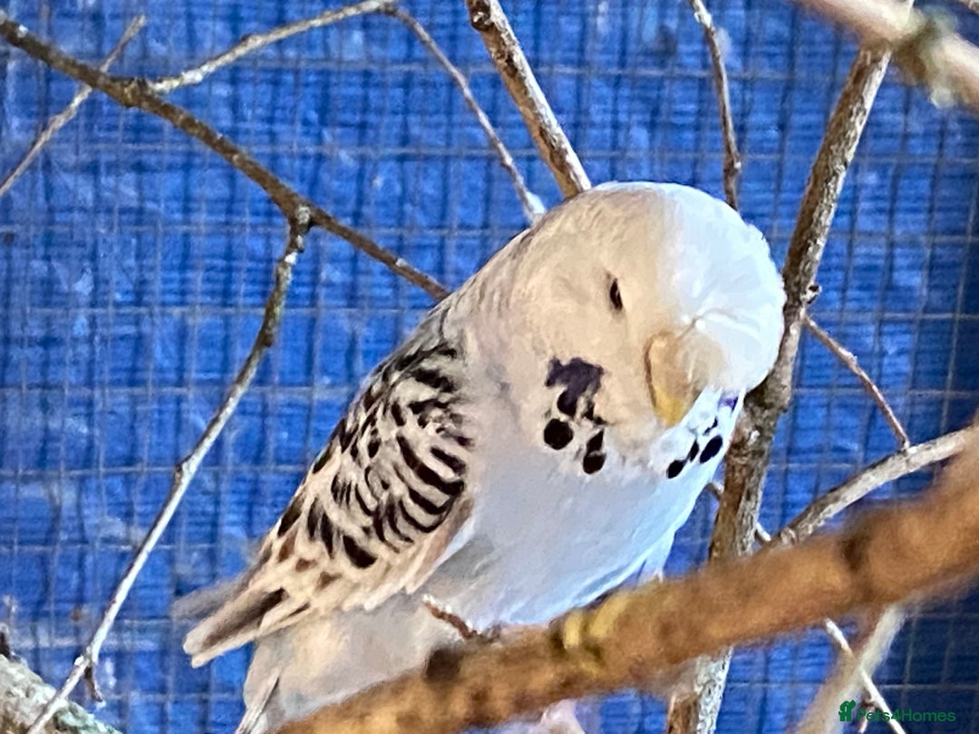 Budgerigars birds for sale: Reserved 2 pairs of budgies (please read full) - Image 12