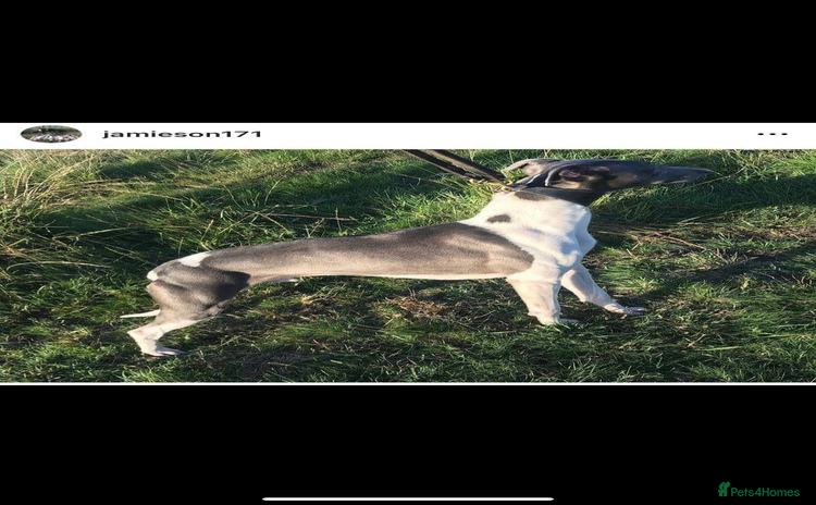 Whippet dogs in Swansea - Advert 1