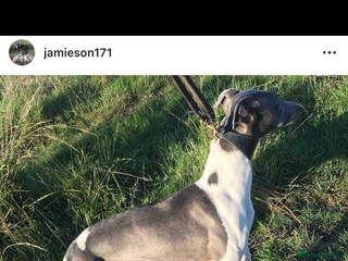 Whippet dogs in Swansea - Advert 2