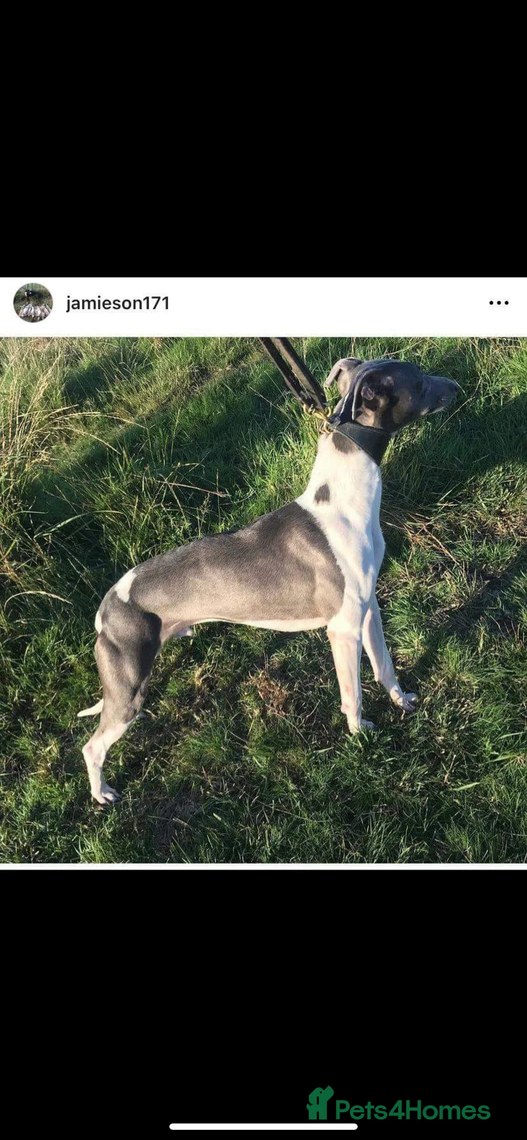 Whippet dogs for stud: Top Kc working x show whippet at stud  in Swansea - Advert 2
