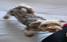Yorkshire Terrier dogs for sale: 🤎 Chocolate merle female 🤎 - Image 2