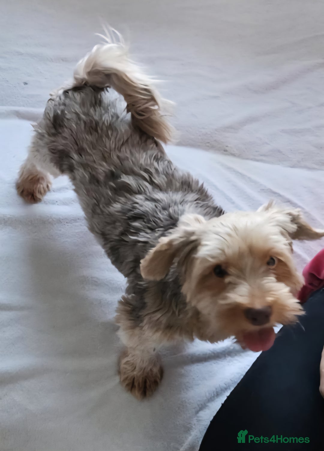 Yorkshire Terrier dogs for sale: 🤎 Chocolate merle female 🤎 - Image 2