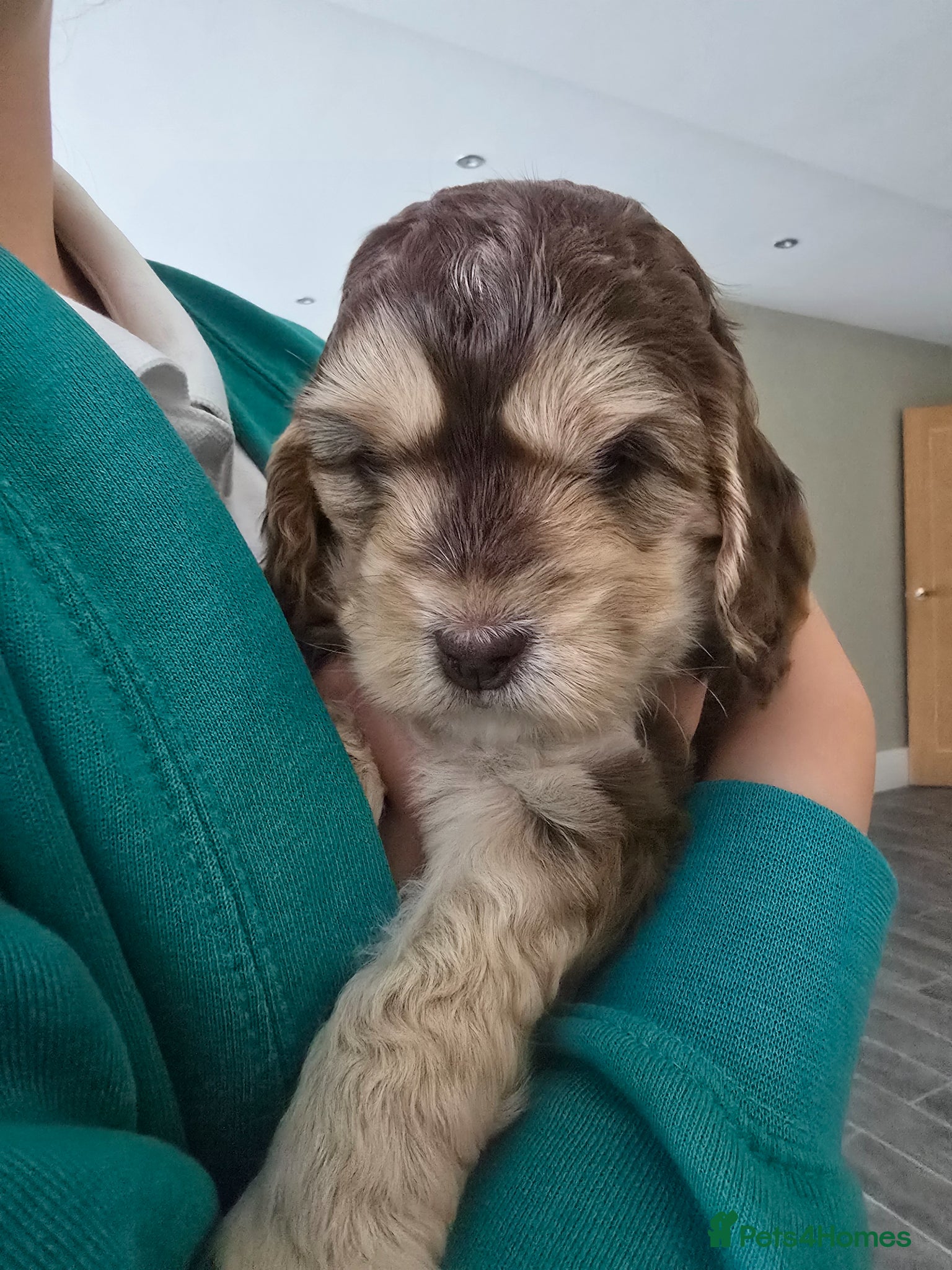 Cockapoo dogs SHOW F1 cockapoos licensed breeder  - Advert 2