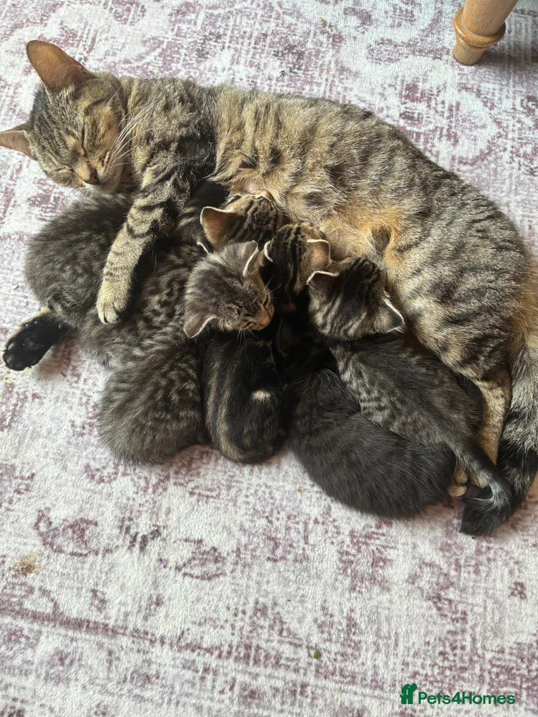 Bengal cats for sale: Beautiful Bengal kittens for sale in Chesterfield - Advert 2