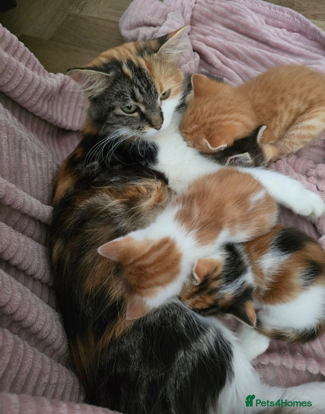Mixed Breed cats for sale: Fluffy kittens - Image 13