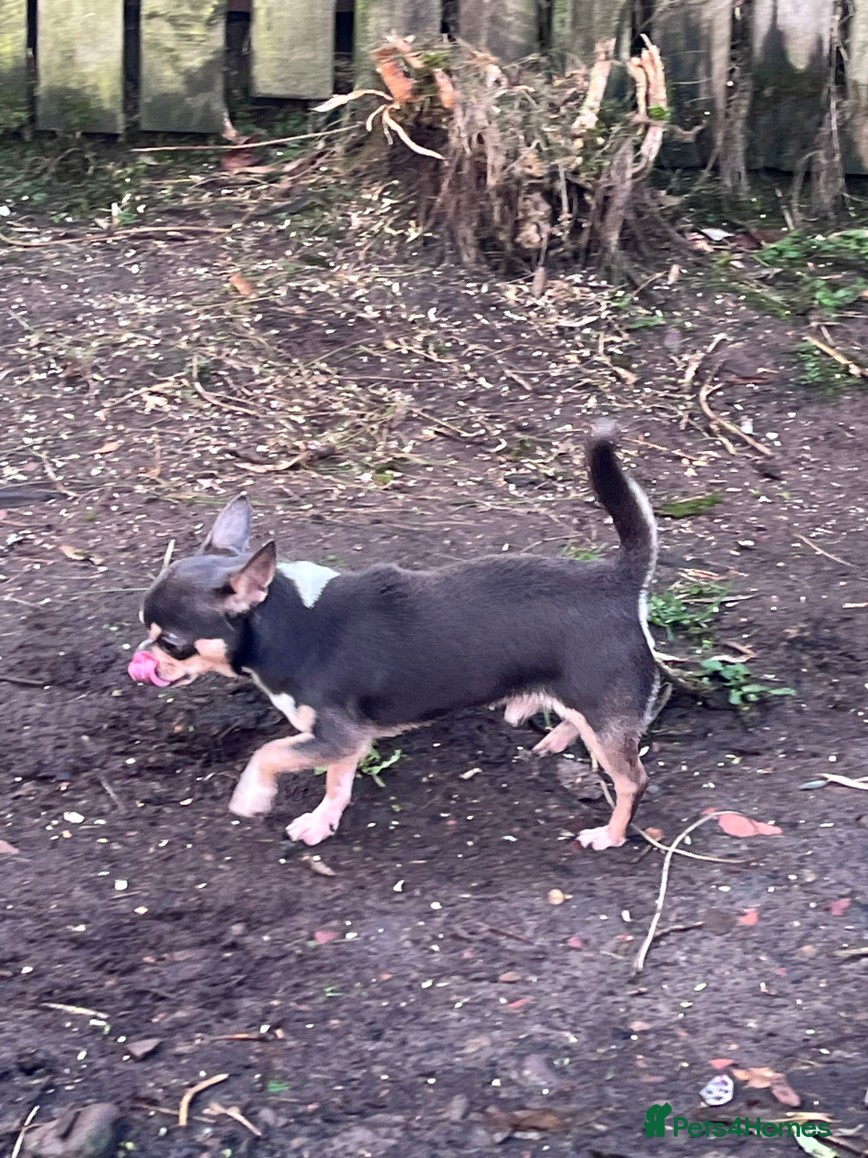 Chihuahua dogs Blue KC registered male for stud  - Advert 9
