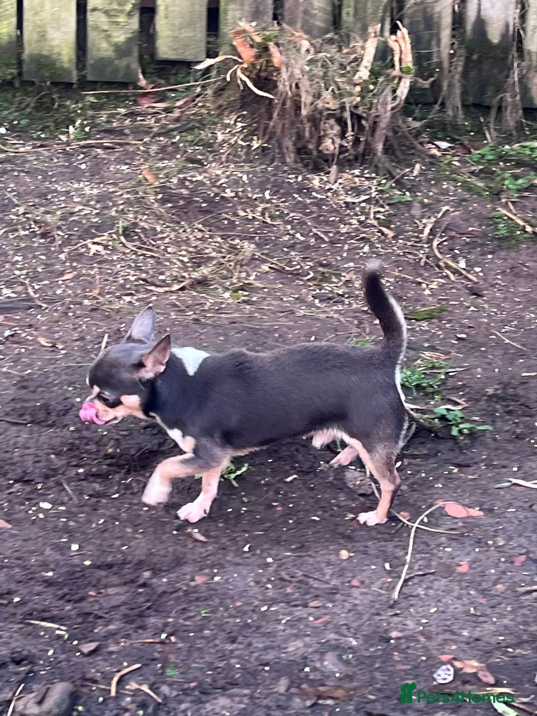 Chihuahua dogs for stud: Blue KC registered male for stud  - Advert 1