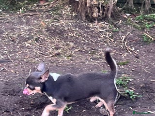 Chihuahua dogs Blue KC registered male for stud - Advert 1
