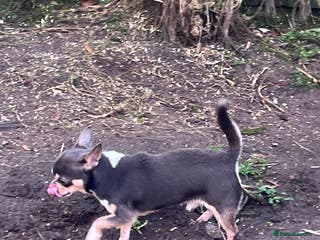 Chihuahua dogs Blue KC registered male for stud - Advert 3