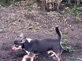 Chihuahua dogs Blue KC registered male for stud - Advert 7