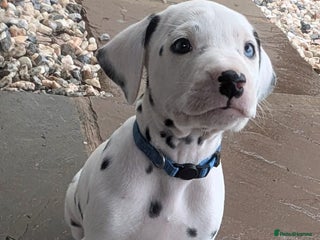 Dalmatian dogs Dalmatian puppies KC registered last 4 remaining - Advert 2