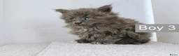 Maine Coon cats for sale: DNA health tested Maine coon kittens  - Advert 23