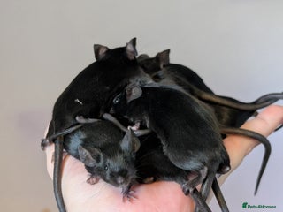 Mouse rodents Fancy mice - Advert 1