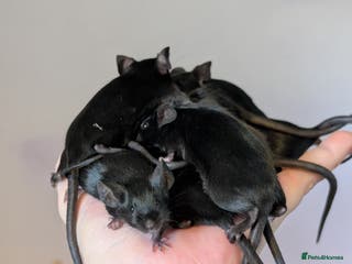 Mouse rodents Fancy mice - Advert 17