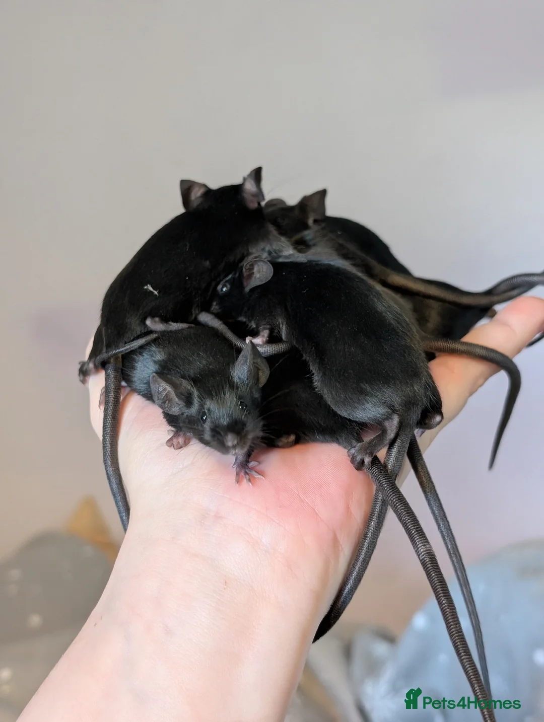 Mouse rodents for sale: Fancy mice  - Advert 1