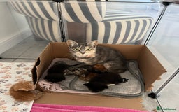 Mixed Breed cats for sale: Kittens for sale  - Advert 5