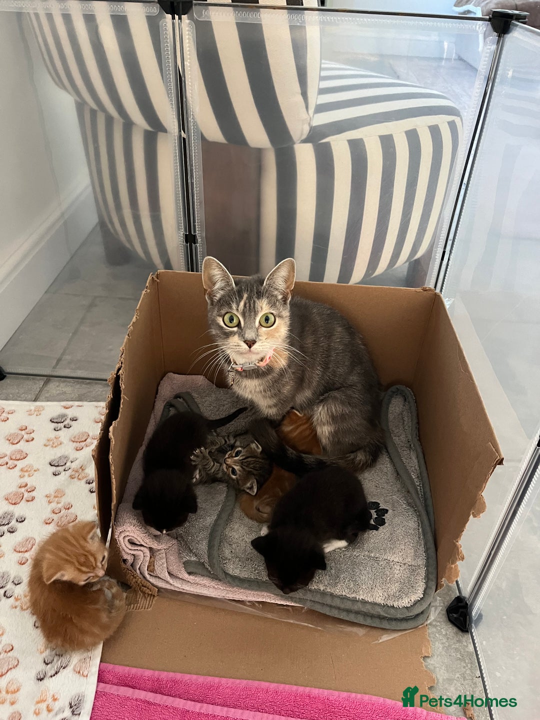 Mixed Breed cats for sale: Kittens for sale  - Advert 5